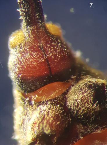 Réf. 273 021 : Anthonomus rectirostris